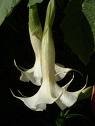 Brugmansia x blanc